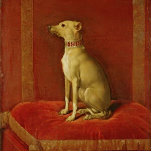 One of Frederick IIs Italian greyhounds (oil on canvas)