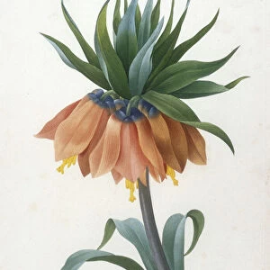 Fritillaire Imperiale, from Choix Des Plus Belle Fleurs et des Plus Beaux Fruits, 1827