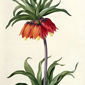 : Botanical: Flowers 19th , 20th & 21st Century