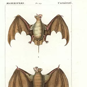 Molossidae Fine Art Print Collection: Egyptian Free-tailed Bat
