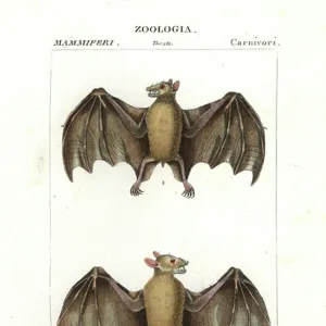 Pteropodidae Framed Art Print Collection: Western Naked-backed Fruit Bat
