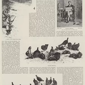 Game Birds and Shooting Sketches (engraving)