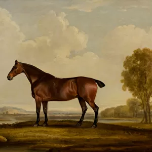 Georgiana: a Horse, c. 1819 (oil on canvas)