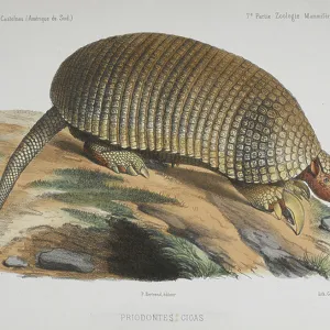 Giant armadillo (Priodontes gigas.)