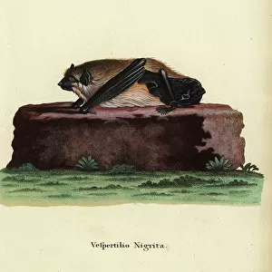Vespertilionidae Pillow Collection: Giant House Bat