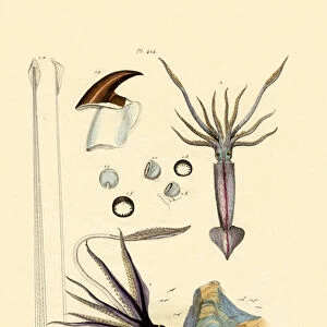 Cricetidae Collection: Clarkei