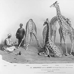 The Giraffes with the Arabs who brought them over to this country, Zoological Gardens