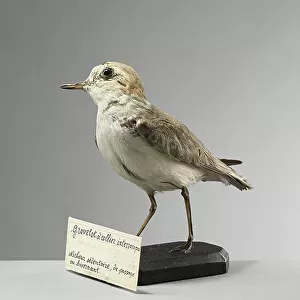 Charadriidae Photographic Print Collection: Kentish Plover