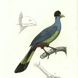 Turacos Collection: Great Blue Turaco