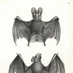 Greater Roundleaf Bat
