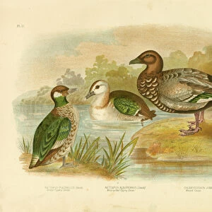 Geese Collection: Green Pygmy Goose