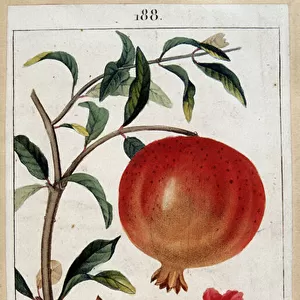 Grenadier - botanical board 19th century