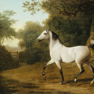 A Grey Arab Stallion in a Wooded Landscape, (oil on canvas)