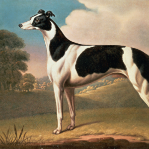Greyhound, 1800 (oil on canvas)