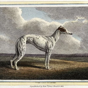 The Greyhound, pub. 1812 (hand coloured engraving)