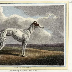 The Greyhound, pub. 1812 (hand coloured engraving)