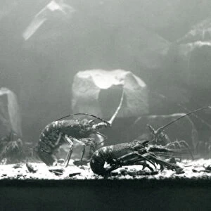 Crustaceans Collection: Noble Crayfish