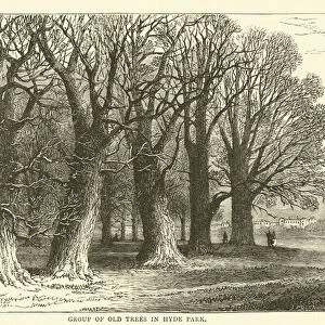 Group of old trees in Hyde Park (engraving)