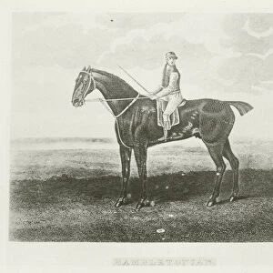 Hambletonian, foaled 1792 (b / w photo)