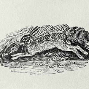 The Hare from History of British Birds and Quadrupeds (engraving)