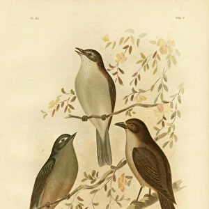 Shrikethrushes And Relatives Collection: Grey Shrike Thrush