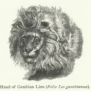 Head of Gambian Lion (Felis Leo gambianus) (engraving)