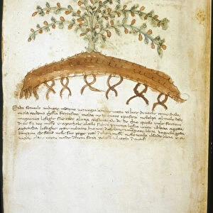 Herbarium of the 14th century. Municipal library of Rimini