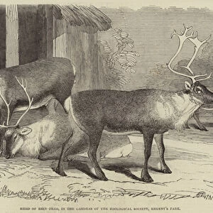 Herd of Rein-Deer, in the Gardens of the Zoological Society, Regents Park (engraving)