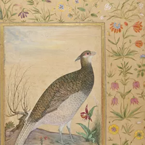 A Himalayan Cheer Pheasant, c. 1620, border c. 1635 (opaque w / c & gold on paper)
