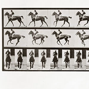 Horse and Rider, Plate 621 from Animal Locomotion, 1887 (b / w photo)