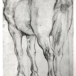 Horses Rear (pencil on paper) (b / w photo)