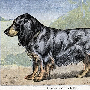 Hunting dog: Black coker and fire