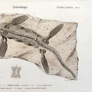 The Ichthyosaur from the Universal Dictionary of Natural History, 1860