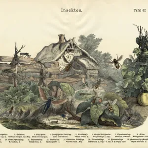 Insects, c. 1860 (colour litho)