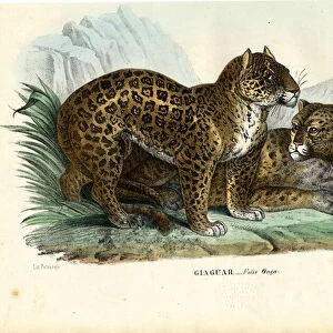 Jaguar, 1863-79 (colour litho)