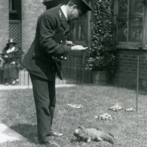 Reptiles Collection: Lizards