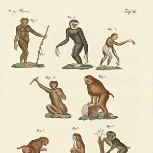 Eight kinds of monkeys (coloured engraving)