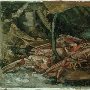 Crustaceans Collection: King Prawn