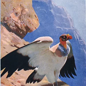 King Vulture, from Wildlife of the World published by Frederick Warne & Co, c