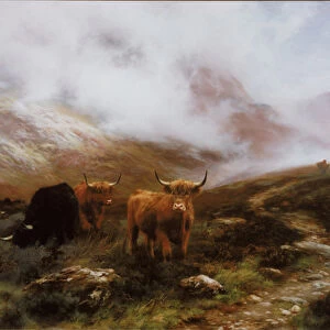 Cattle Collection: Highland