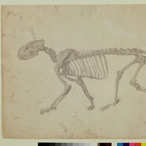 Lateral View of a Tiger Skeleton, finished study for Table IV of A Comparative