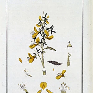 Le Genet a Broom (Spartium Scoparium) - in "Exercises de botany a l