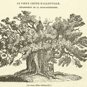 Le vieux chene d Allouville (engraving)