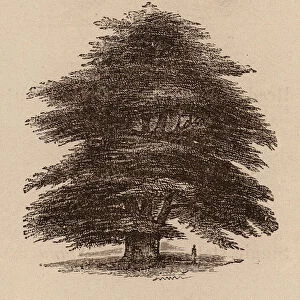 Le Vocabulaire Illustre: Cedre; Cedar-tree; Cedernbaum (engraving)