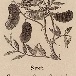 Le Vocabulaire Illustre: Sene; Senna; Senespflanze (engraving)