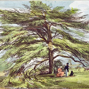The Lebanon Cedar Tree in the Arboretum, Kew Gardens, plate 21 from Kew Gardens