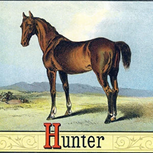 Letter H: Hunter (Horse uses for fox hunting) - "Picture Alphabet of Horses