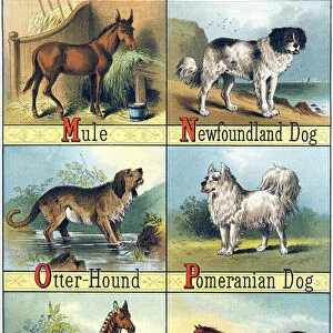Letters M, N, O, P, Q and R: Mule; Newfoundland Dog (Newfoundland Dog)