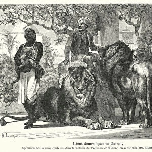 Lions domestiques en Orient (engraving)