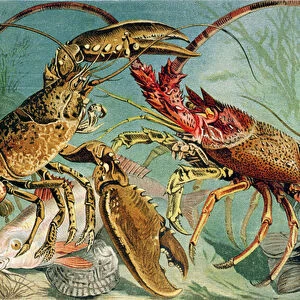 Lobster and Spiny Lobster, plate from "Brehms Tierleben